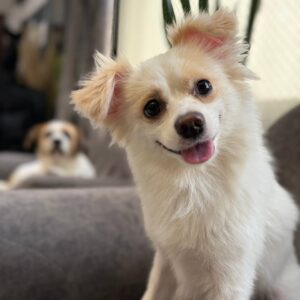 پامرشیواوا