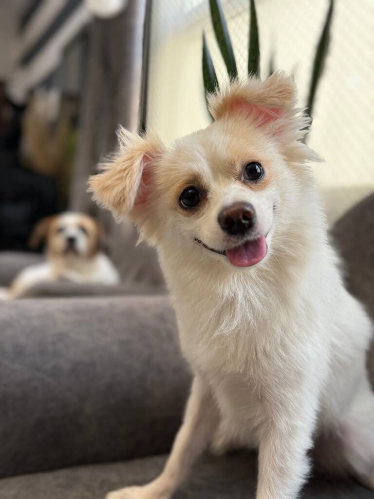 پامرشیواوا