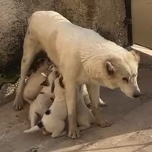 واگذاری توله سگ های بومی نژاد دار خیلی خشگل