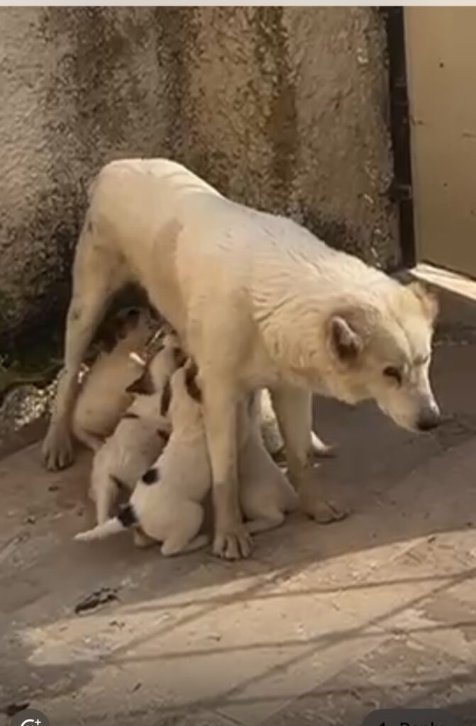 واگذاری توله سگ های بومی نژاد دار خیلی خشگل