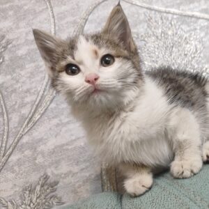 واگذاری رایگان . گربه حمایتی