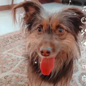 سگ نژاد یورکشایر