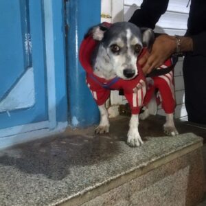 واگذاری سگ شیتزوتریر