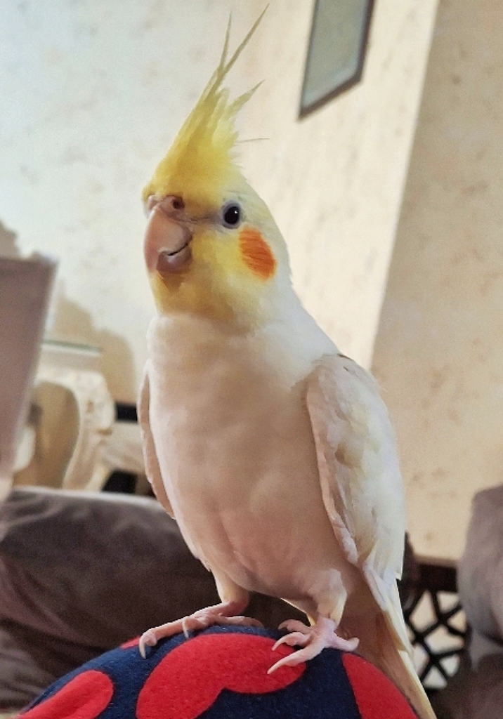 عروس هلندی گمشده