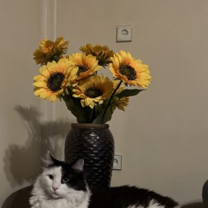 گربه تاکسیدو موبلند