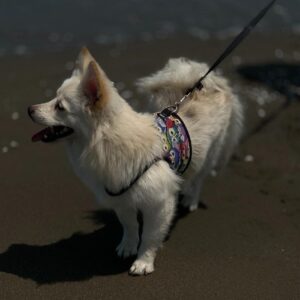 واگذاری سگ پامرروباهی