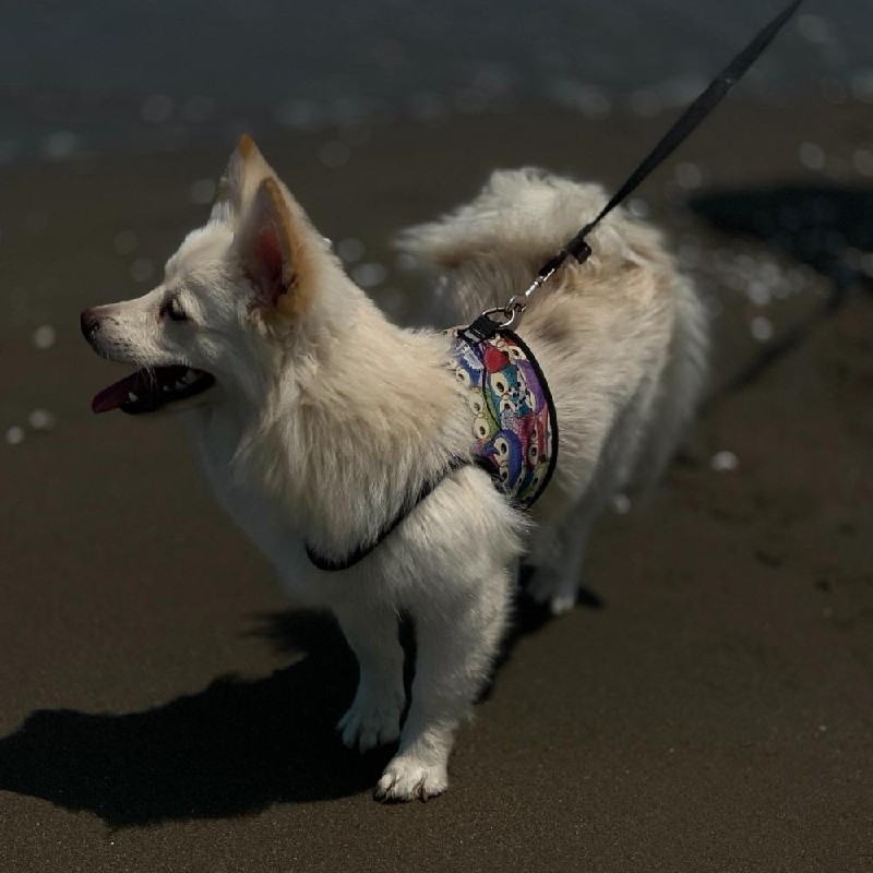 واگذاری سگ پامرروباهی