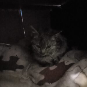 واگذاری بچه گربه یه ماهه