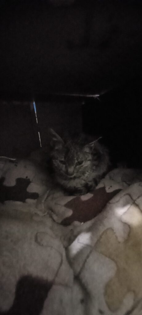 واگذاری بچه گربه یه ماهه