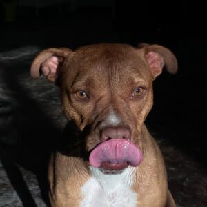 واگذاری رایگان سگ آپارتمانی