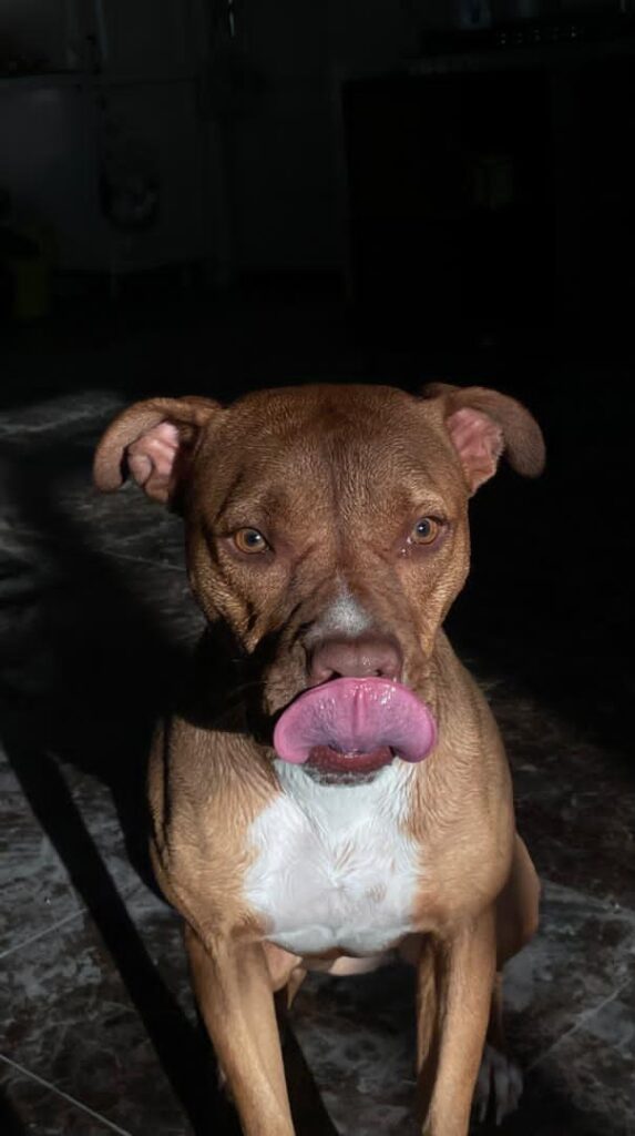 واگذاری رایگان سگ آپارتمانی