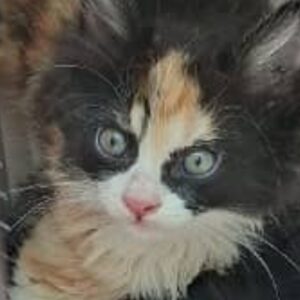 نی نی های زیبا