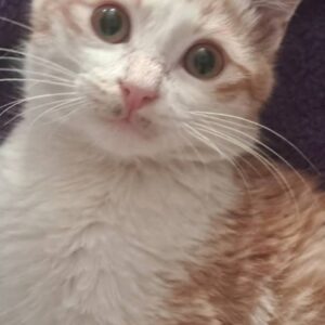 ارسی پسر ۳ماهه بعای مهربون تو خونه بدنیا اکمده