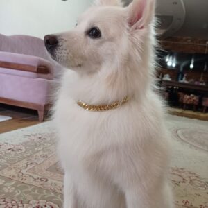 واگذاری رایگان توله پامرانین ژرمن اشپیتز فقط هزینه واکسیناسیونش باشماست حتما متن اگهی وفرم تعهدرابینسه روبخونین بعد تماس بگیرین