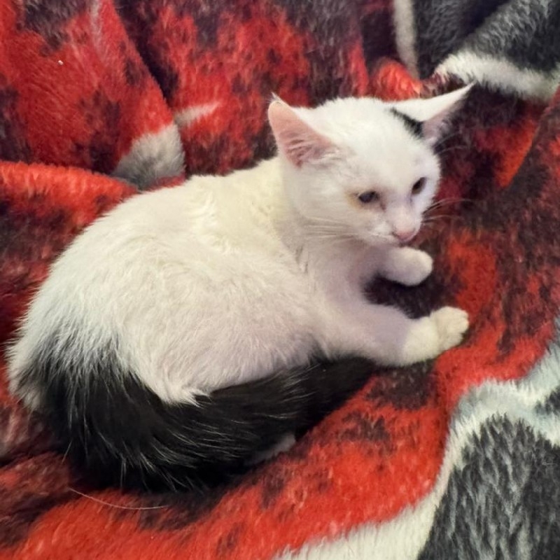 واگذاری رایگان بچه گربه