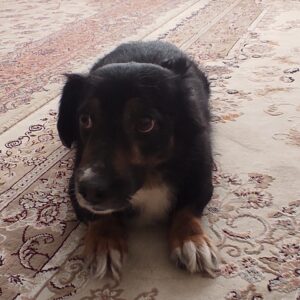 واگذاری رایگان سگ آپارتمانی