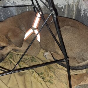 توله سگ بومی یک ماه و نیمه