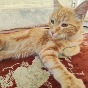 واگذاری بیلی خانم هشت ماهه