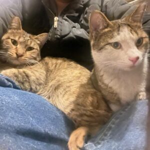 واگذاری گربه