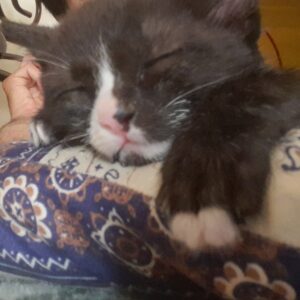 بچه گربه یک ماهو دو هفته