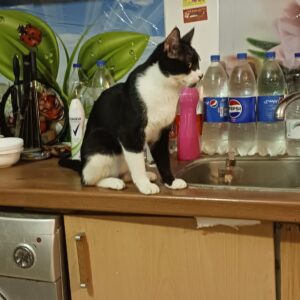 گربه مبتلا به fip