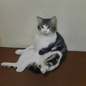 واگزاری گربه دی اس اچ فقط کرج و تهران