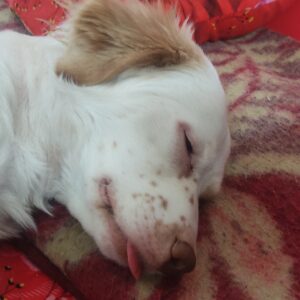 واگذاری رایگان