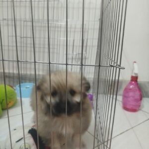 توله سایز کوچک بسیار زیبا و آرام