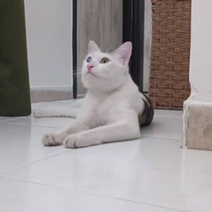 واگذاری  رایگان  گربه