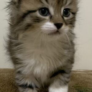 واگذاری ۵ بچه گربه سیبرین