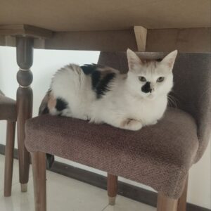 واگذاری گربه ماده عقیم شده 3 ساله