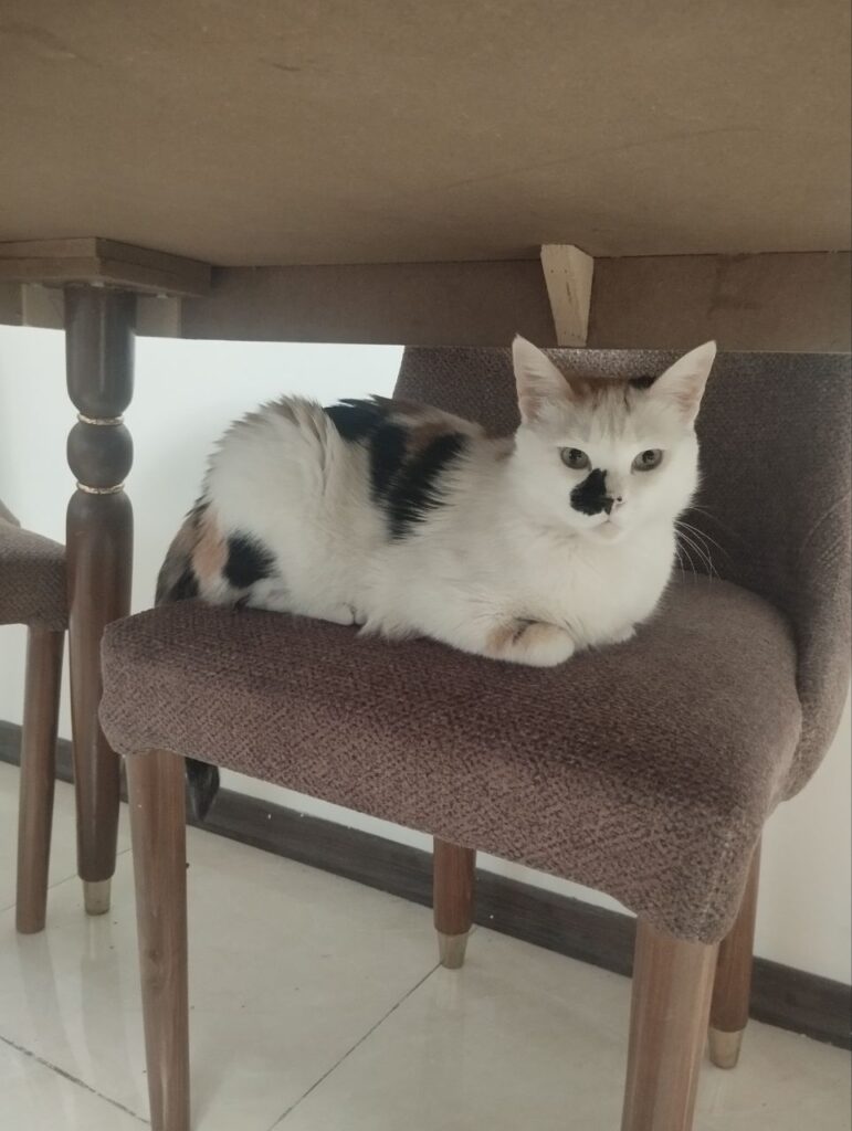 واگذاری گربه ماده عقیم شده 3 ساله