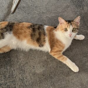 واگذاری دوتا گربه مهربون