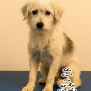 دختر یک ساله تریر (ماهک)