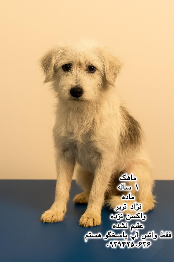 دختر یک ساله تریر (ماهک)