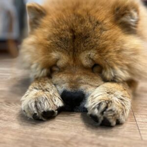 چاو چاو ۳ساله نر عقیم نشده