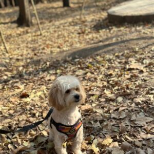 واگذاری سگ شیتزوکراس