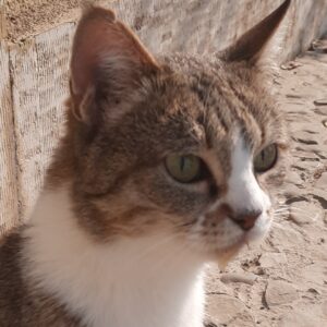 خاکستری دختر مهربون