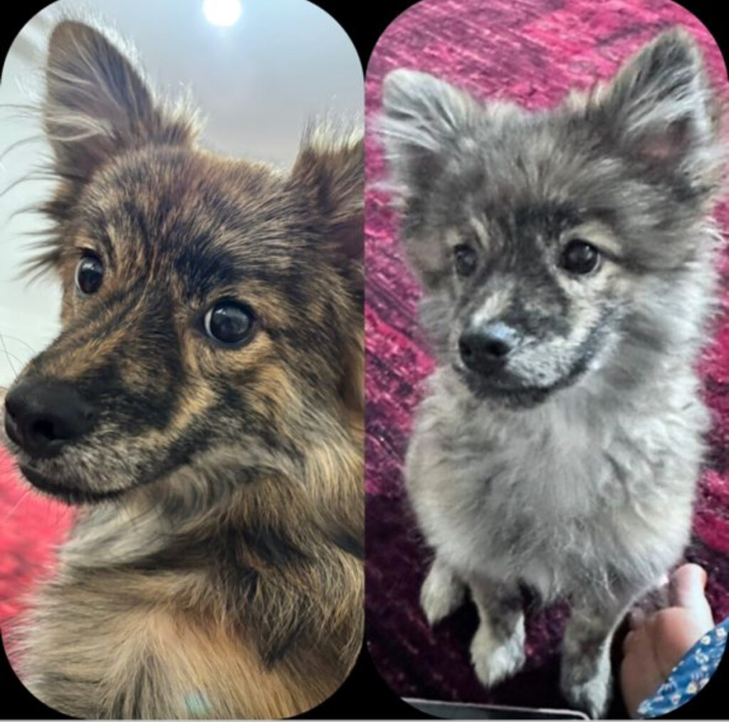 سگ پامر اشپیتز