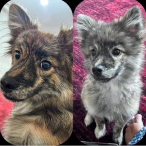 سگ پامر اشپیتز