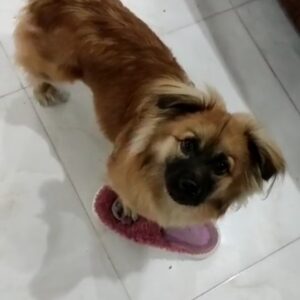 8ماهه و ترکیبی آپارتمانی چمهربان و اجتماعی