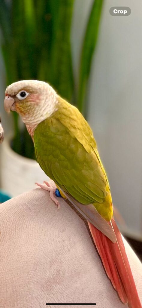 پرنده ی گمشده