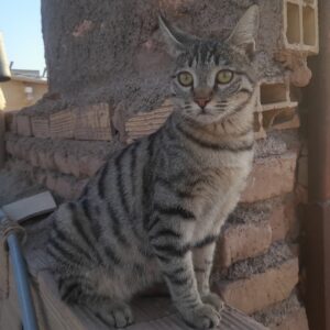 واگذاری گربه DSH