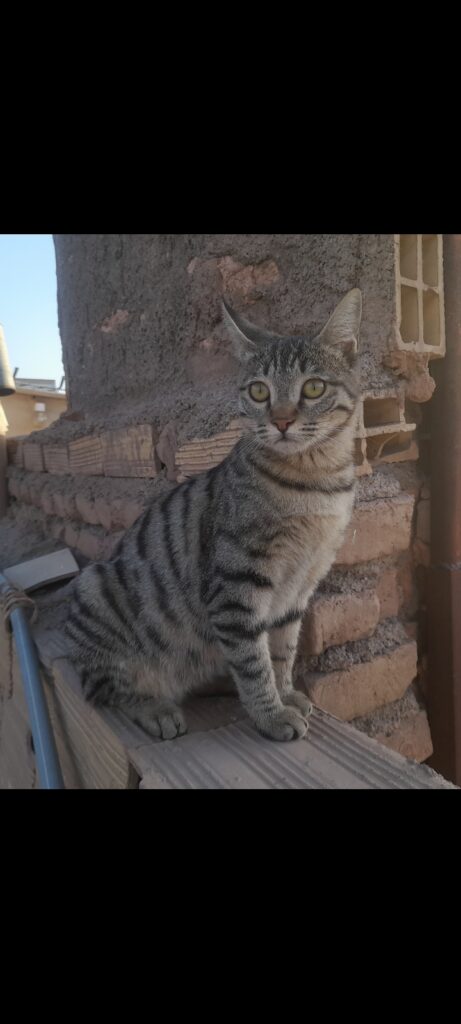 واگذاری گربه DSH