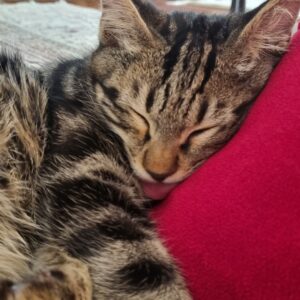 واگزاری بچه گربه ۸ ماهه فقط سرپرست دلسوز