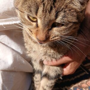 یک گربه ناز و باهوش