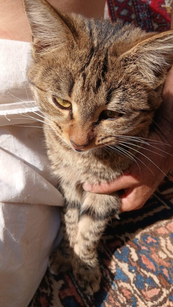 یک گربه ناز و باهوش