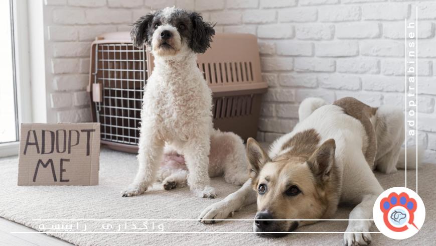 چگونه حیوان مناسبی را برای سرپرستی انتخاب کنیم؟