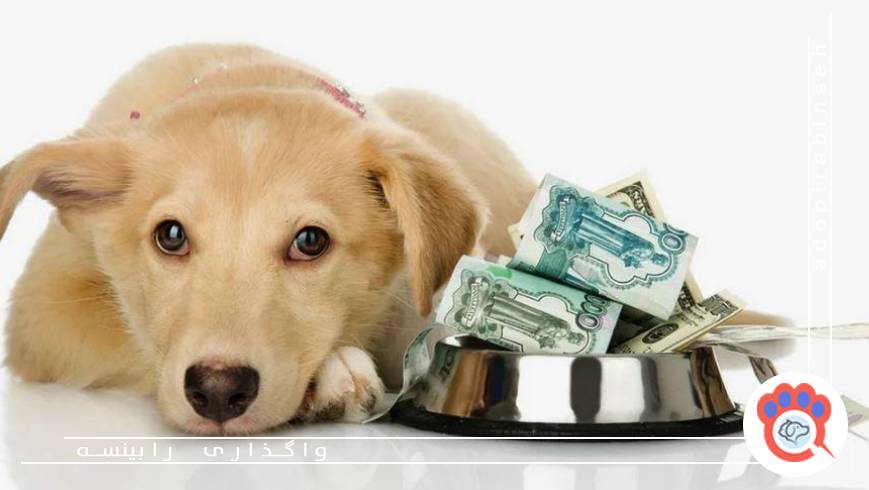 هزینه‌های ماهانه سگ؛ از غذا تا نظافت