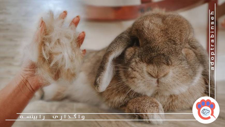 تاثیر استرس و عوامل محیطی بر کندن مو توسط خرگوش